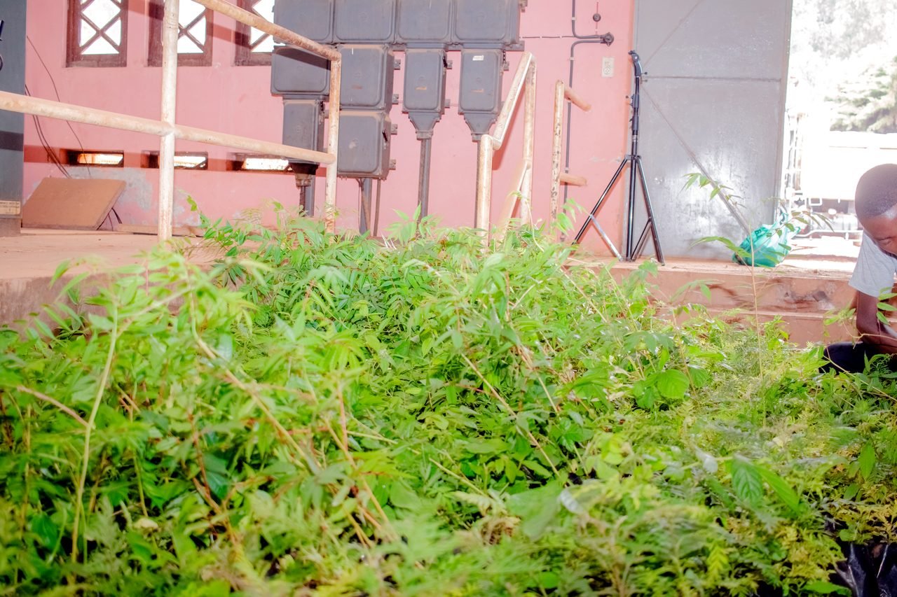 Pépinière de plants