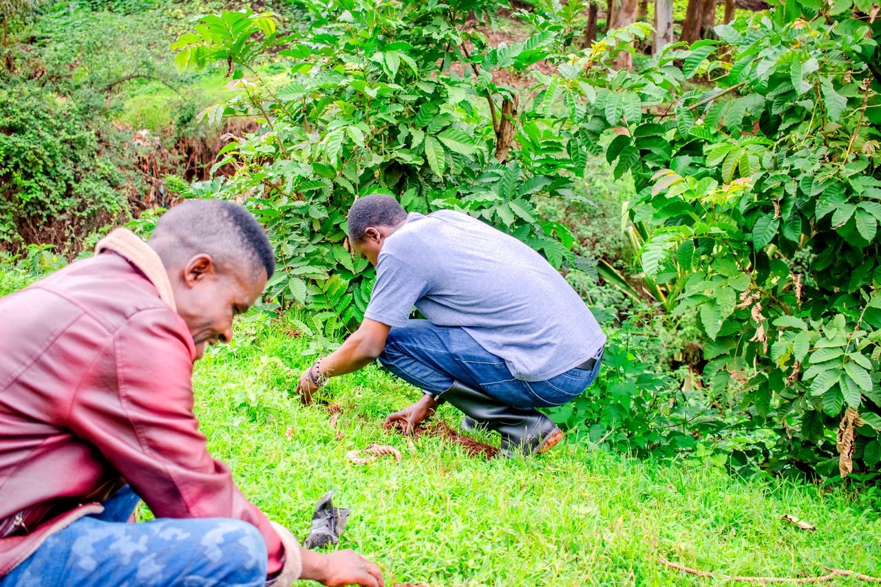Plantation d'arbres avec les communautés
