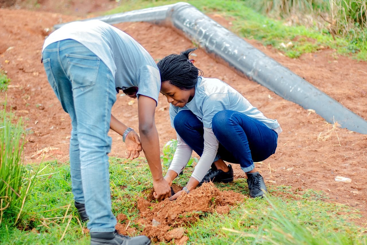 Plantation participative d'arbres