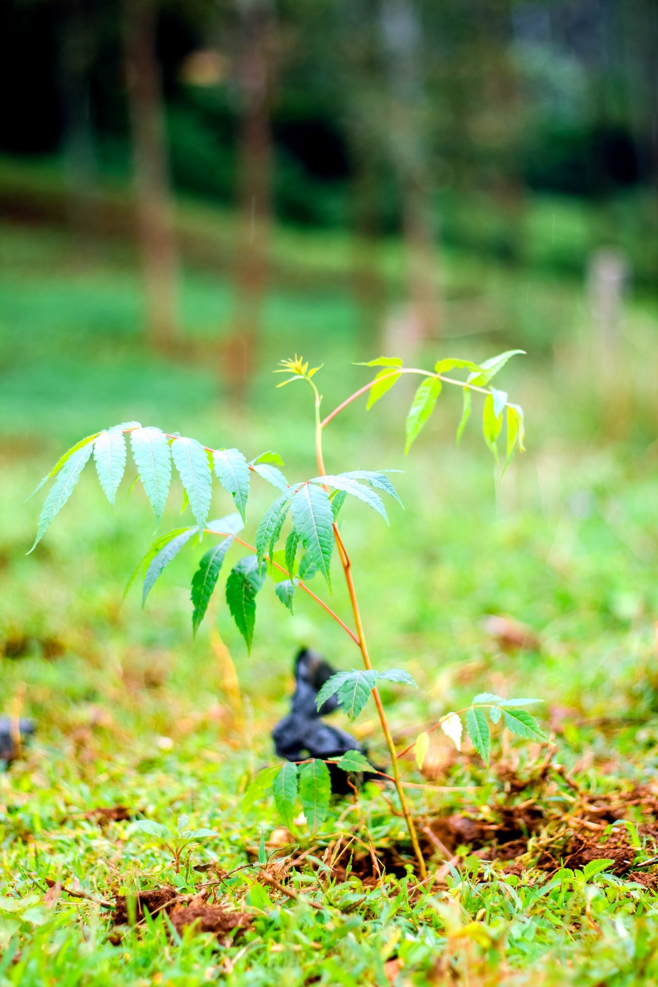 Jeune plant en croissance