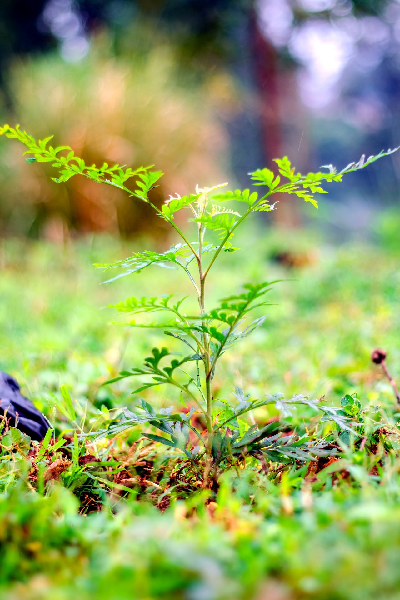 Suivi de la croissance des plants